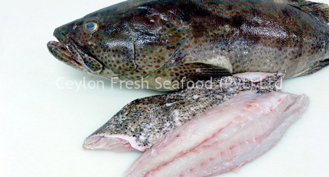 Ceylon Fresh Sea food